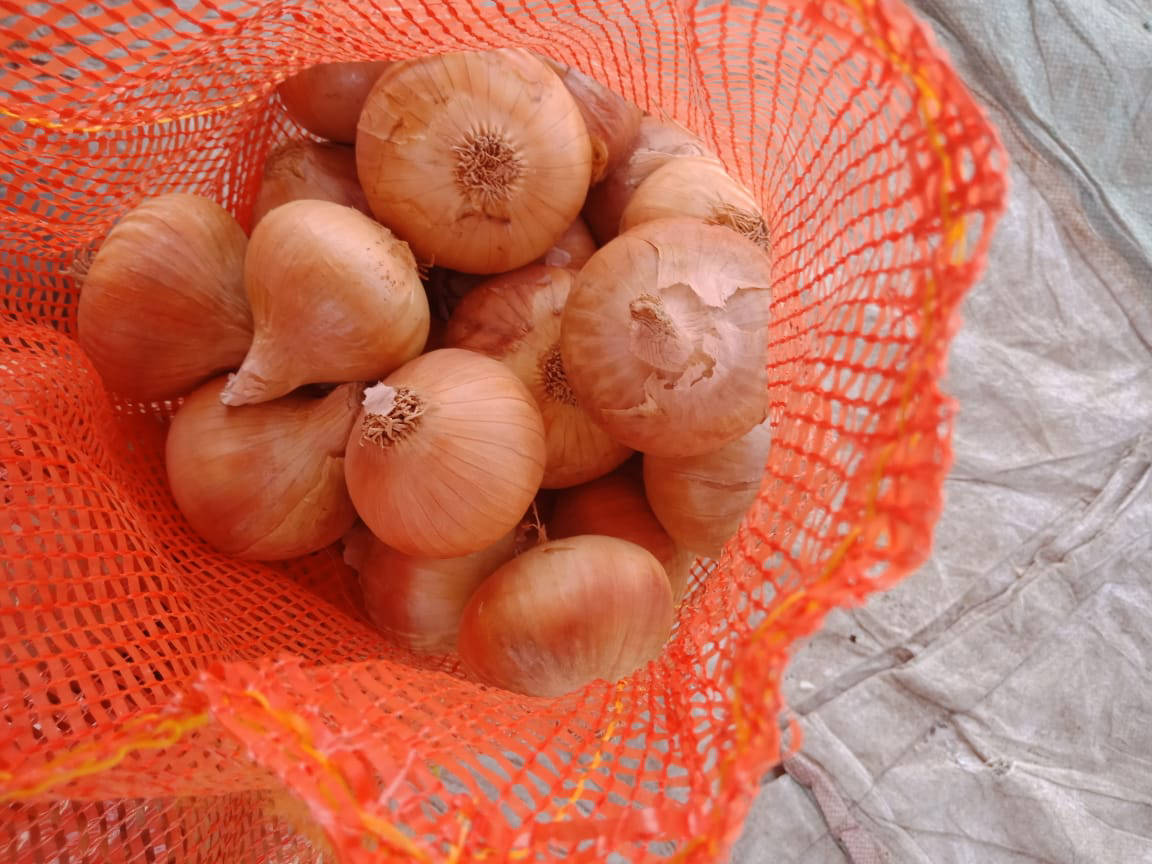 yellow onion exporters