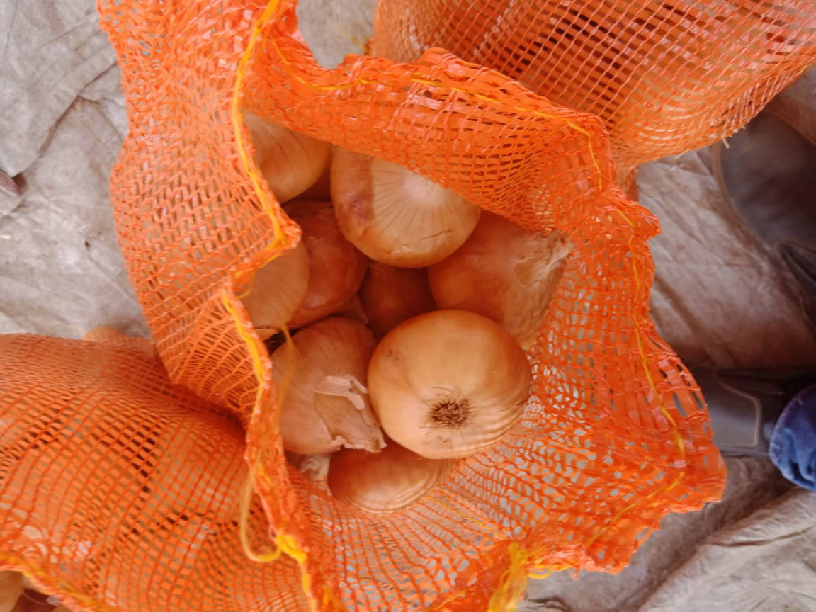 yellow onion exporters