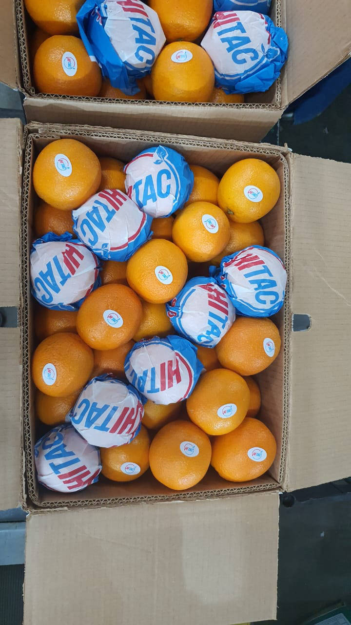 Orange Exporters in egypt