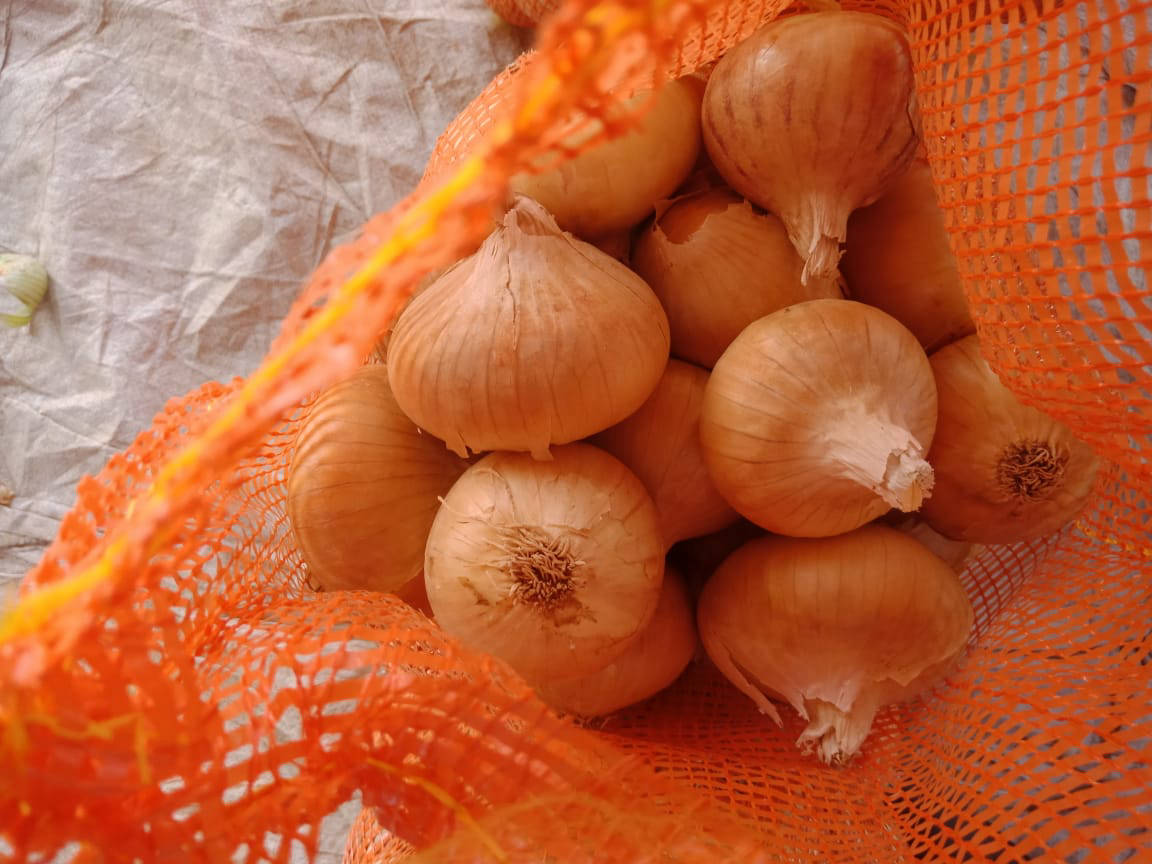 yellow onion exporters