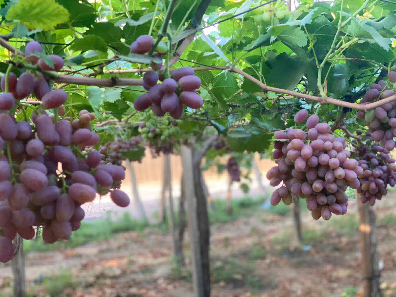 grapes export profile