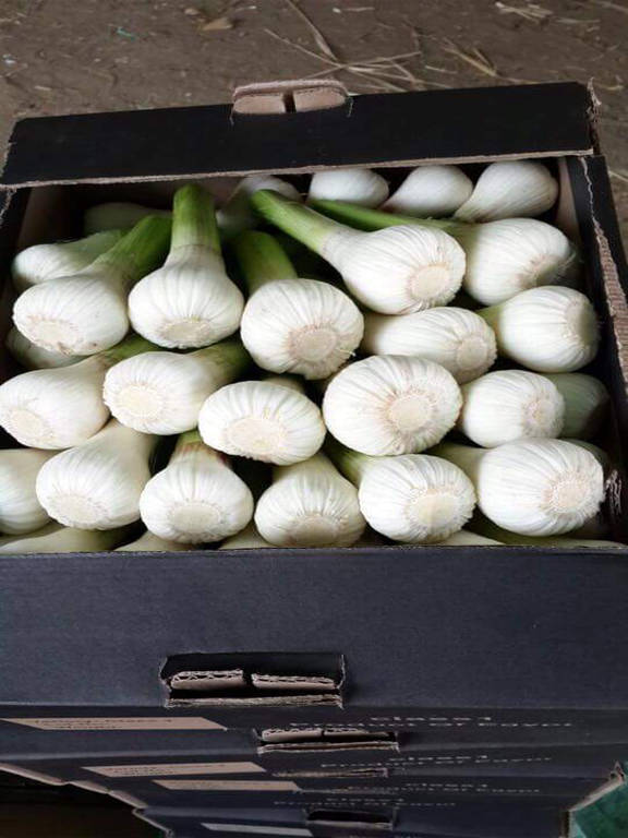 garlic export