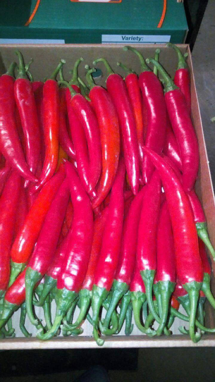 pepper export companies