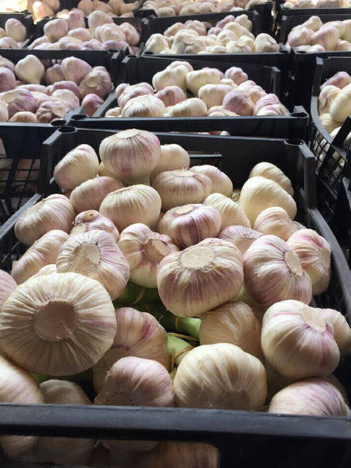 garlic export production