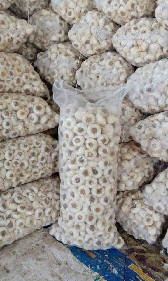 garlic export company