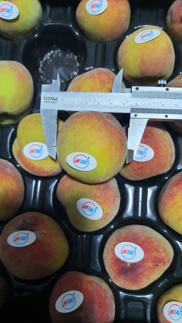 peaches exporting company