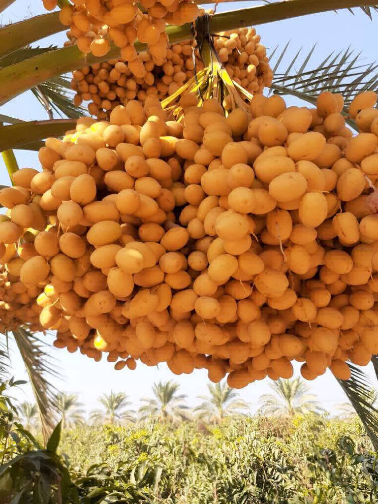 Dates Exporting Company in EGYPT