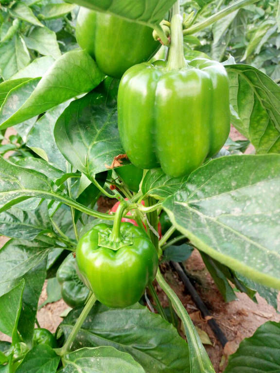 pepper export production