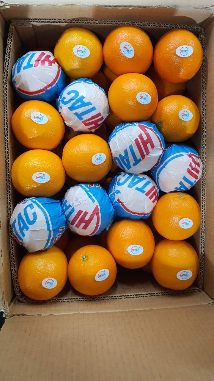 Orange Exporting company in EGYPT