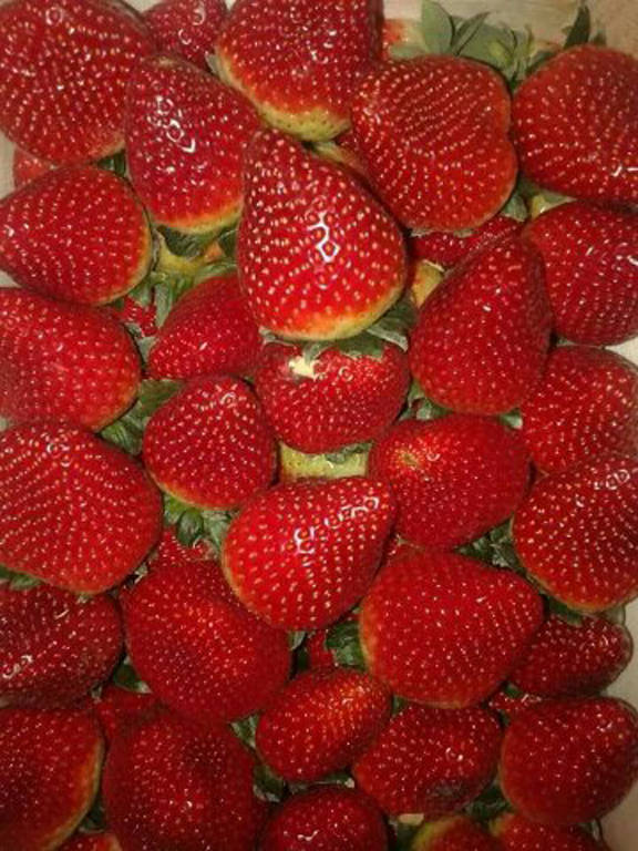 strawberry fruit export company