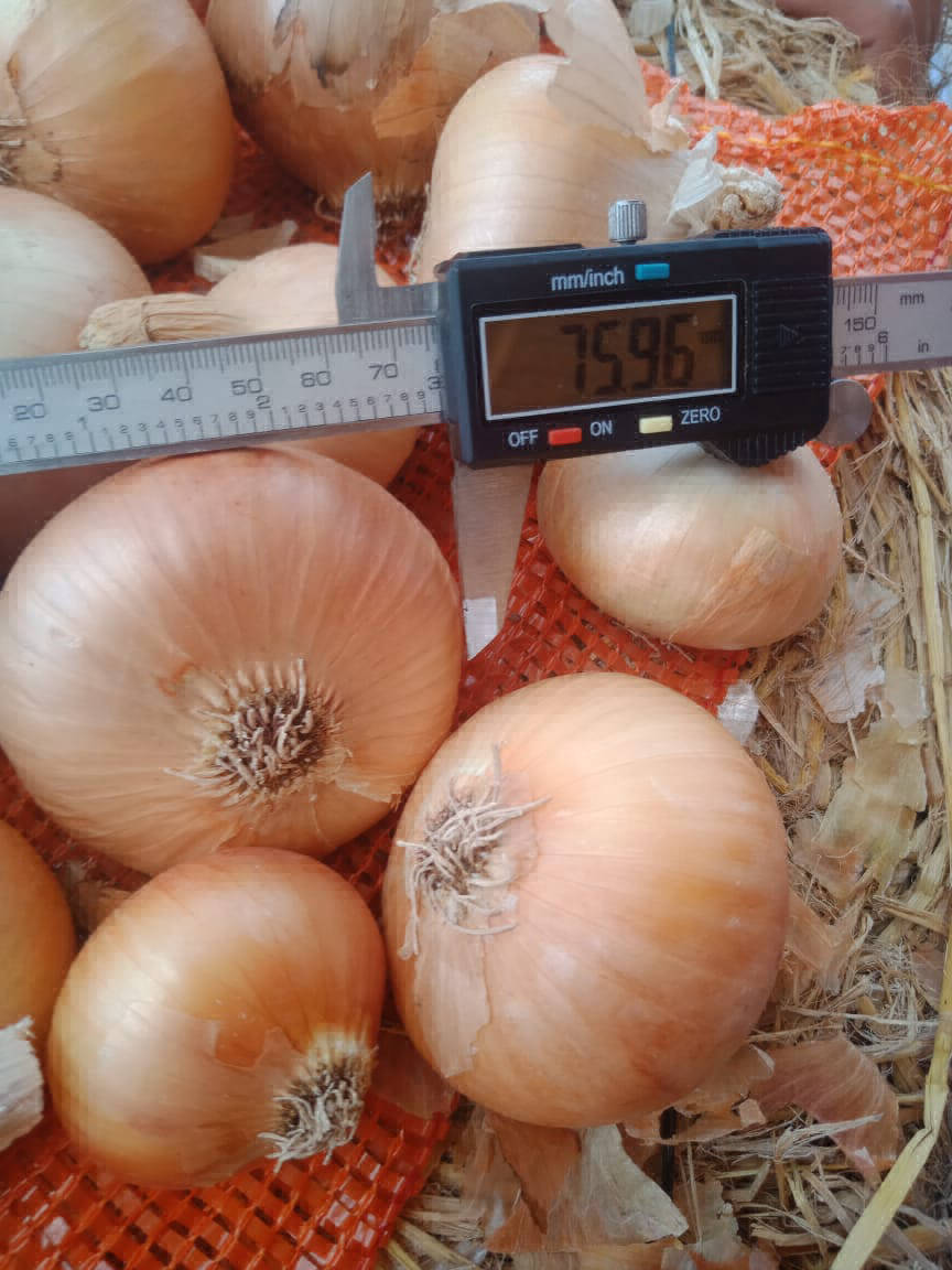 onion company