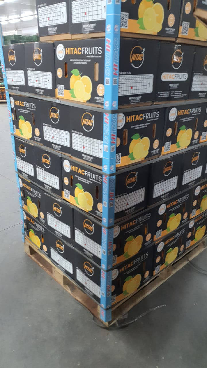 orange exporters in egypt