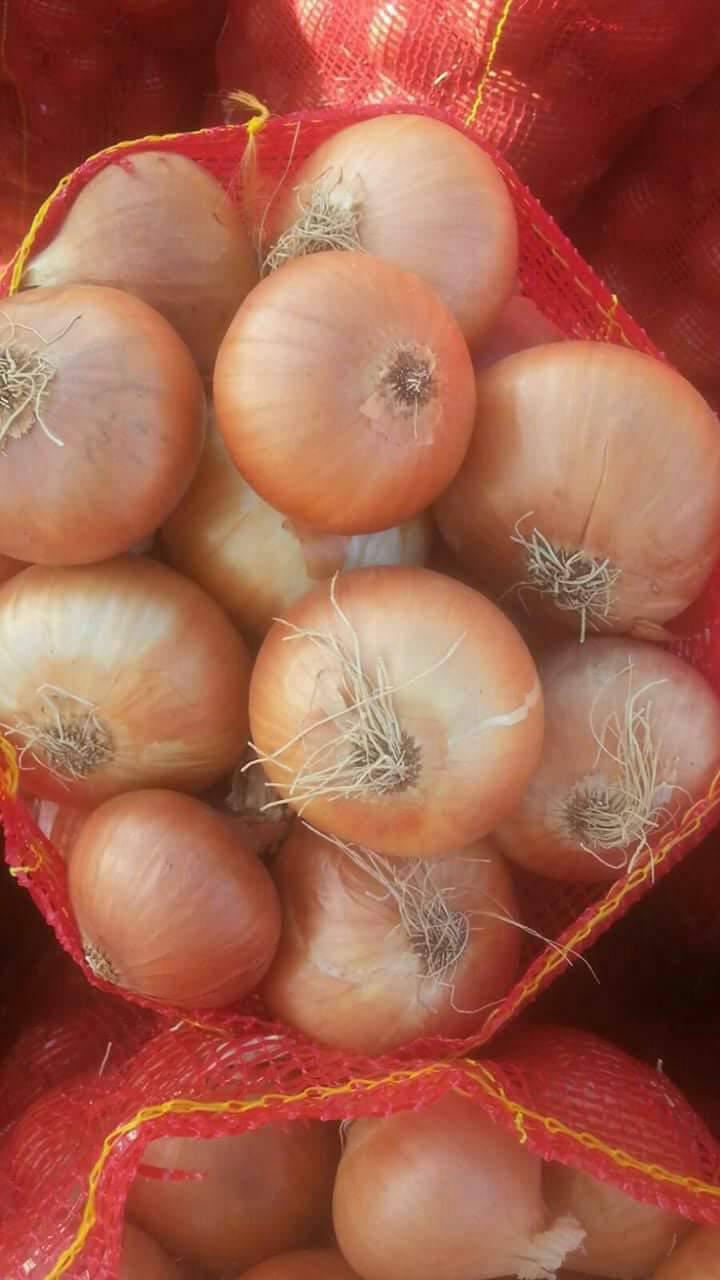 yellow onion exporters