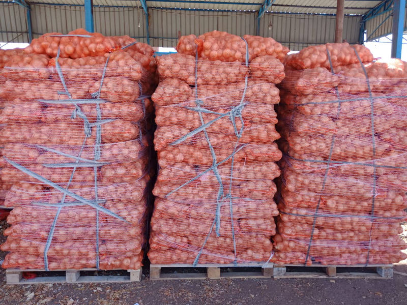 onion vegetables export company