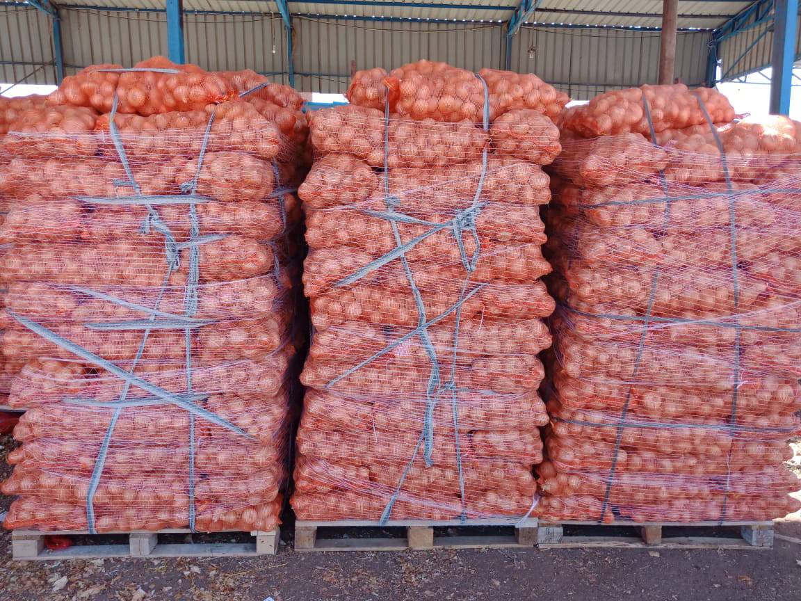 onion vegetables export company