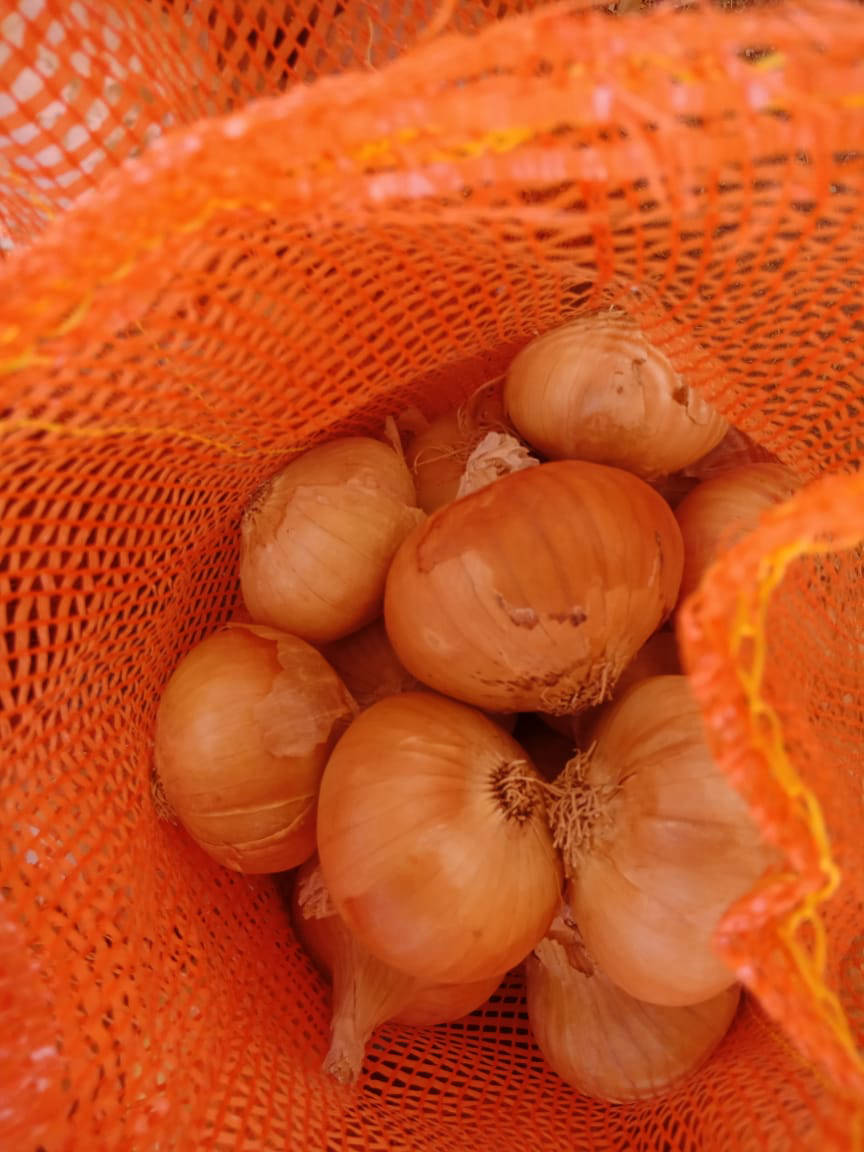 onion exporters