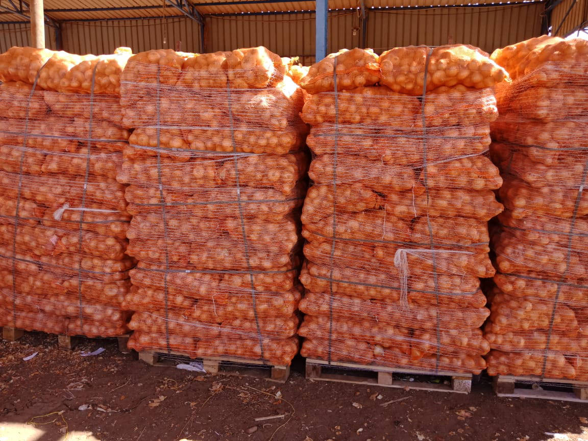 yellow onion exporters