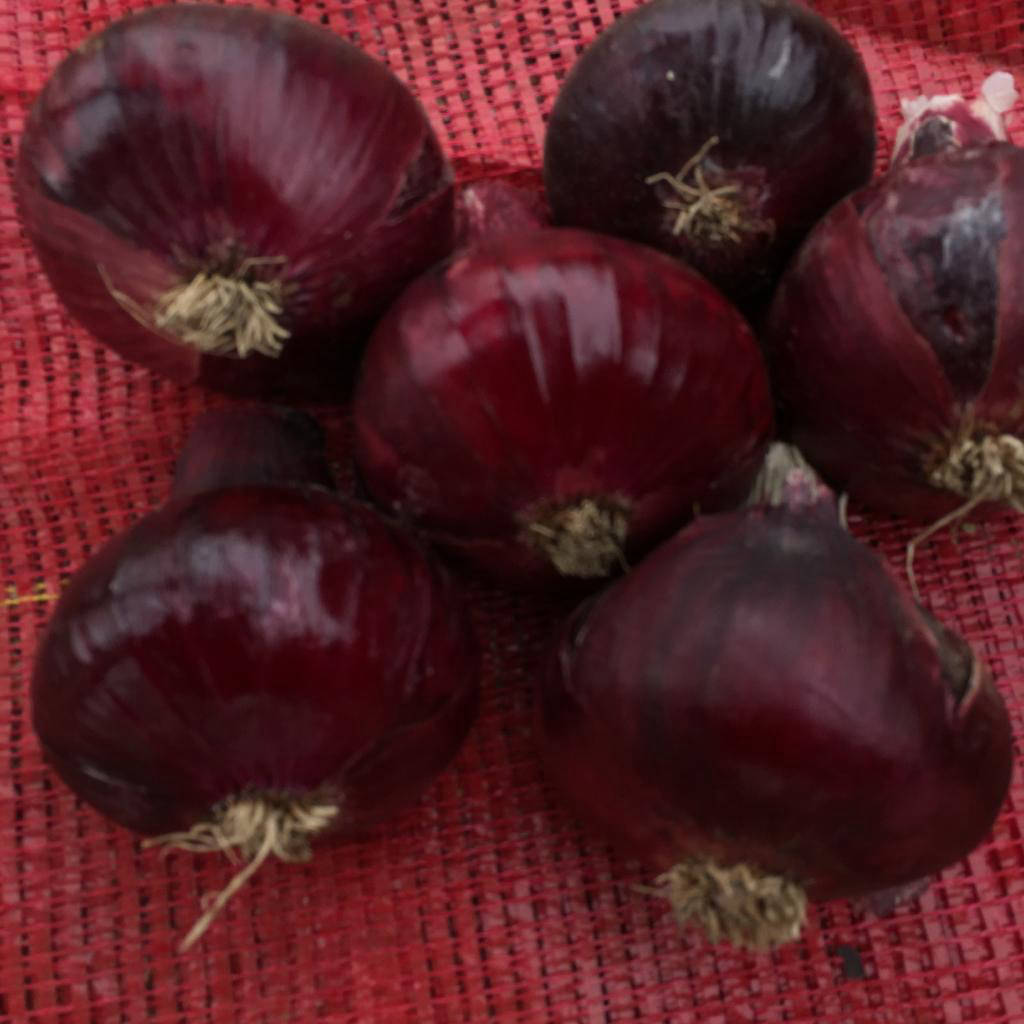 red onion exporters