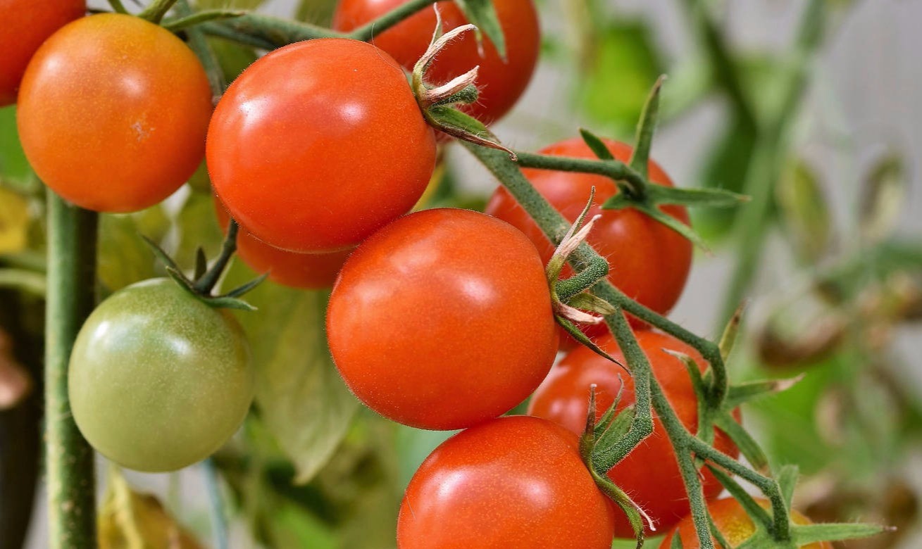 export tomato price