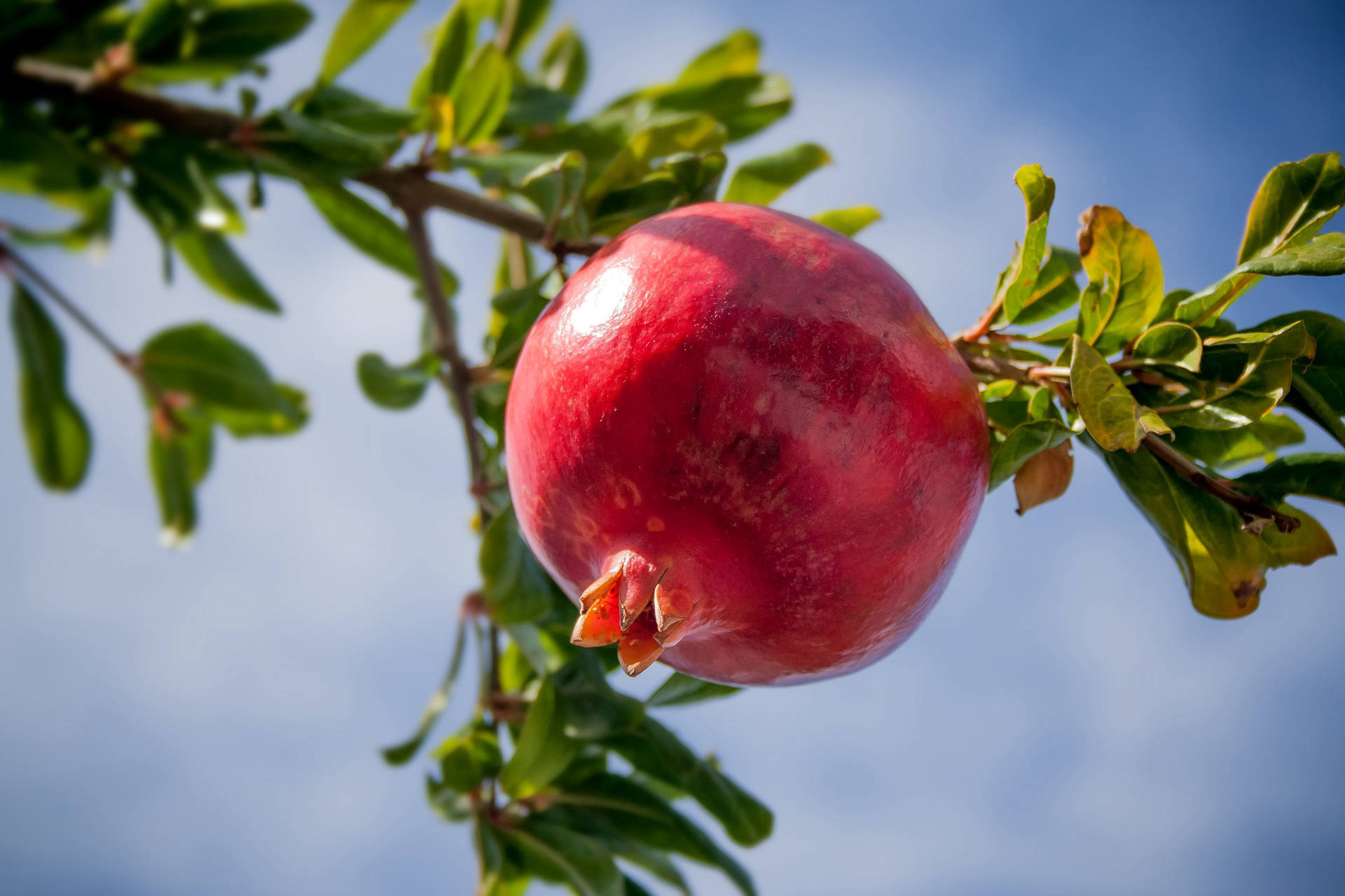 pomegranates export company