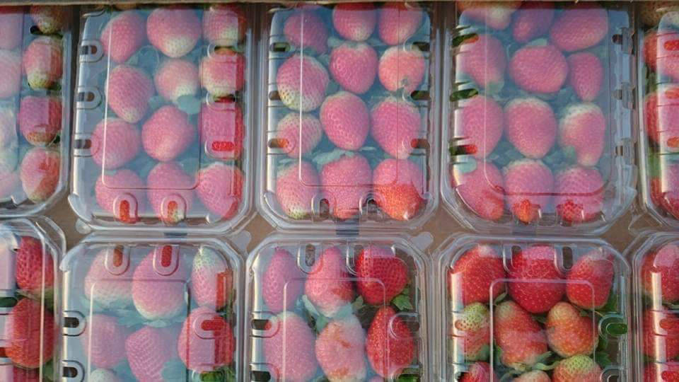 strawberry fruit export company