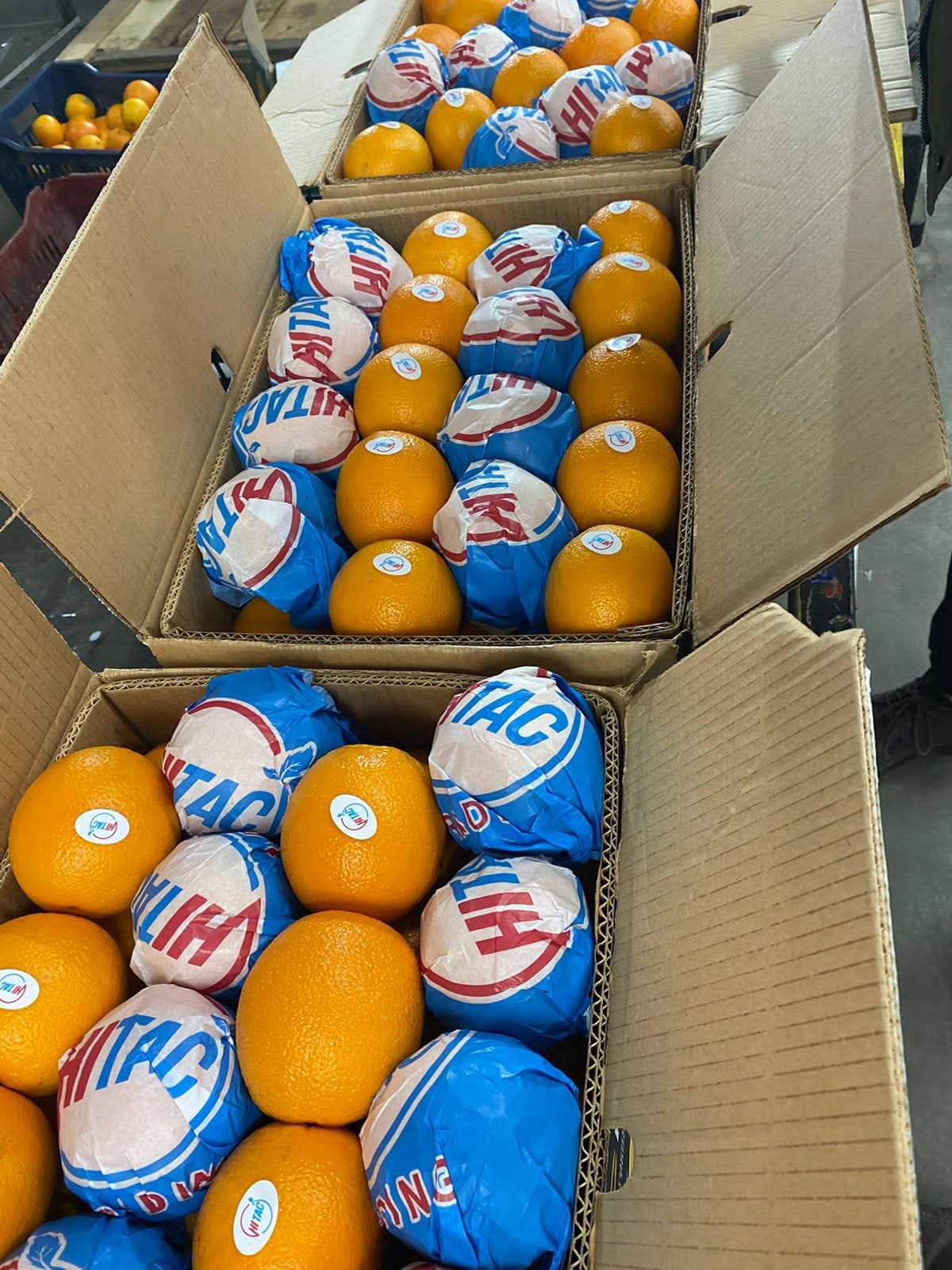oranges packing in carton 