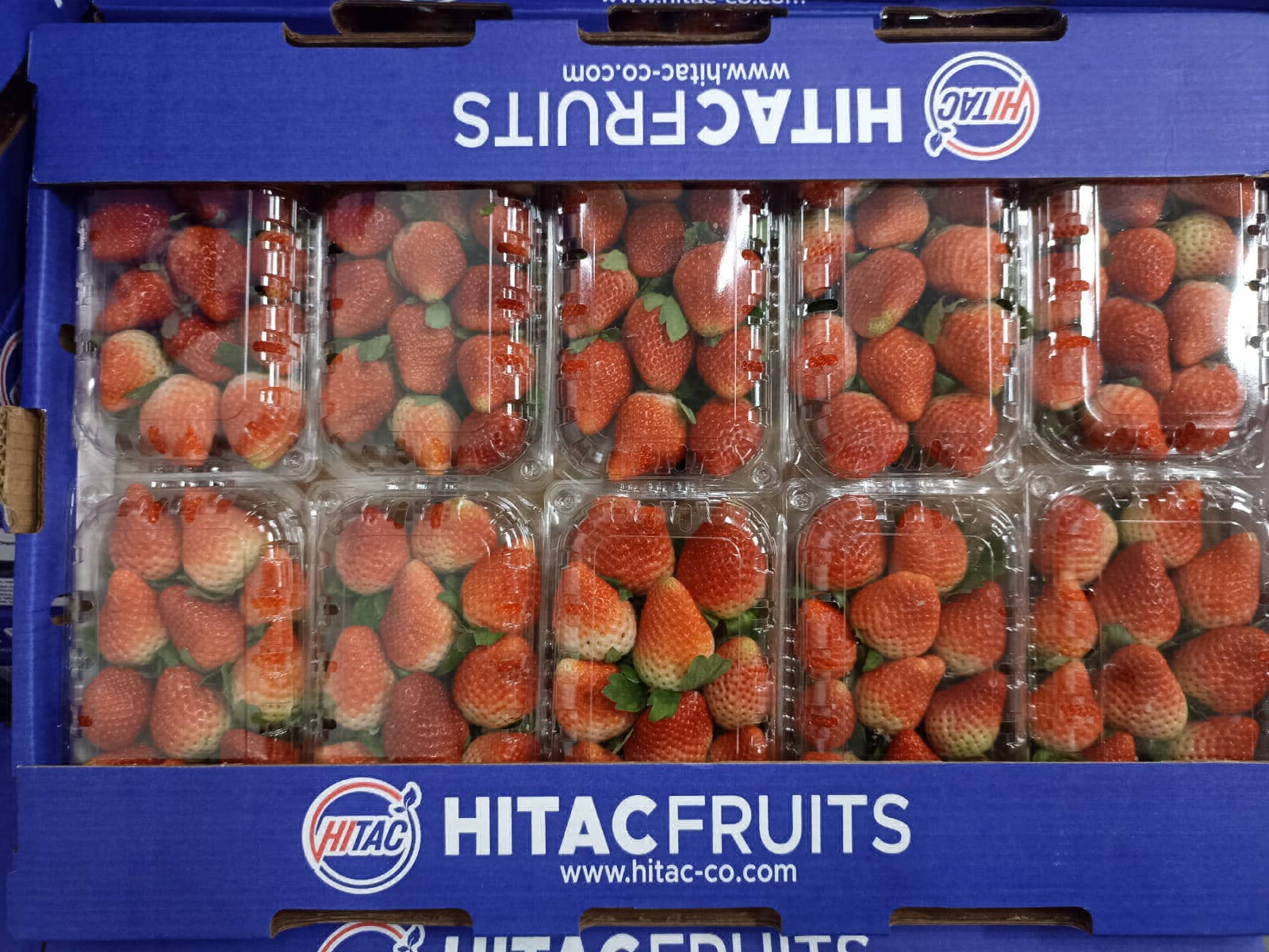 strawberry fruit export company